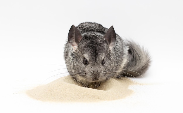 Chinchilla, die auf Sand mit weißem Hintergrund spielt