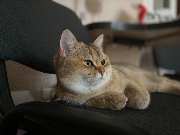 La chinchilla dorada británica de pelo corto NY25 está descansando en una silla