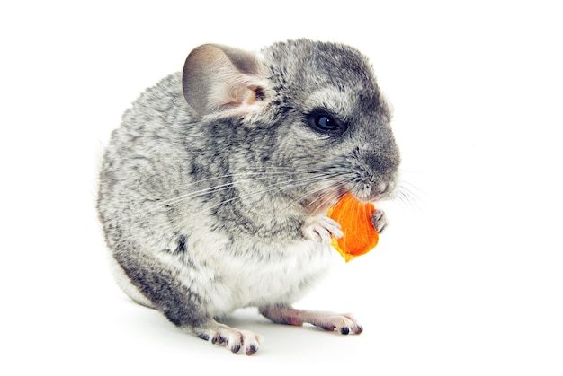 Chinchilla gris aislado en blanco