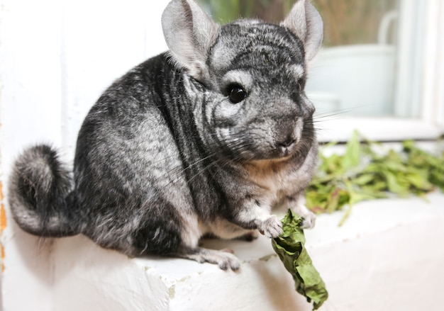 La chinchilla gris está sentada en el alféizar de la ventana. Linda mascota mullida comiendo hojas.