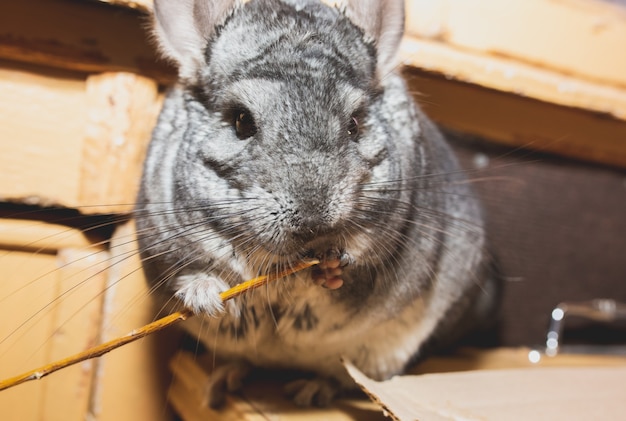 Chinchilla gris está sentada en el balcón. Linda mascota esponjosa.