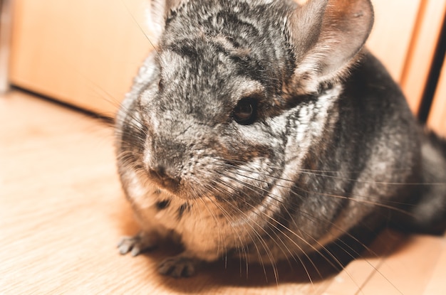 Chinchilla gris está sentada en el sofá. Linda mascota esponjosa.