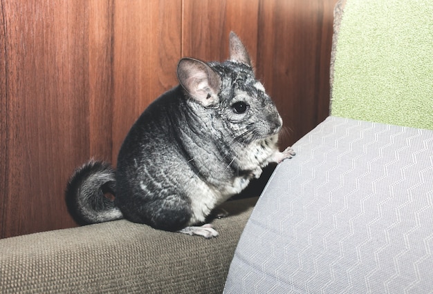 Chinchilla gris está sentada en el sofá. Linda mascota esponjosa.