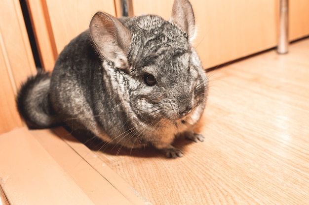 La chinchilla gris está sentada en el suelo. Linda mascota esponjosa.