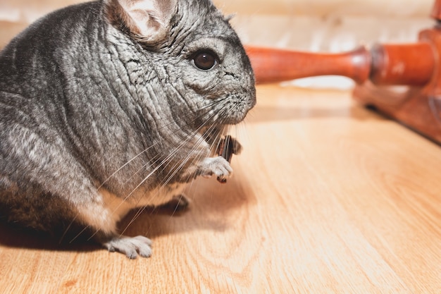 La chinchilla gris está sentada en el suelo. Linda mascota mullida comiendo manzana.