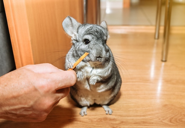 La chinchilla gris está sentada en el suelo. Linda mascota mullida comiendo.