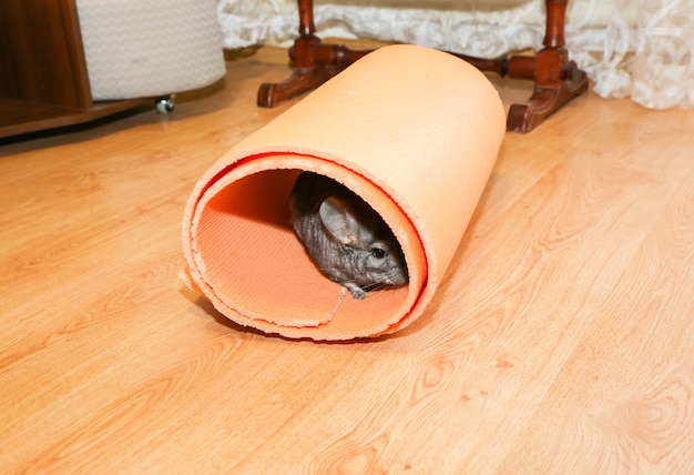 Chinchilla gris jugando en el suelo en estera de yoga.