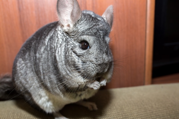 Foto chinchilla gris está sentada en el sofá. linda mascota esponjosa.