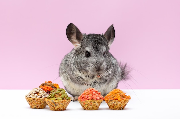 Chinchilla ligera, chinchilla comiendo, chinchilla sobre fondo blanco y rosa, comida de chinchilla