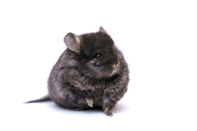 Chinchilla lindo negro sobre un fondo blanco mascota peluda