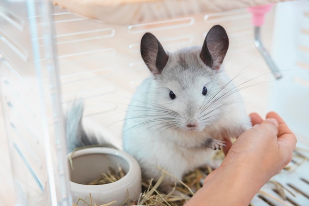 Chinchilla niedliches Haustier Fell weißes Haar flauschig und schwarze Augen Nahaufnahme Tier Nagetier liebenswert zahm Ohr grau Blick in die Kamera Katzenartige Säugetiere sind flauschig und verspielt