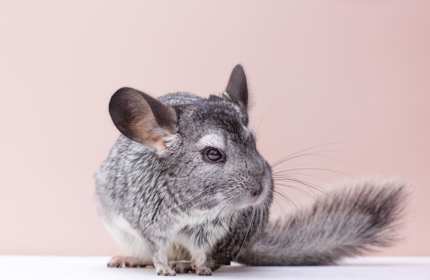 Chinchilla sobre un fondo rosa