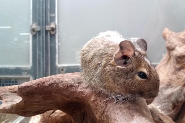 Chinchilla en una tienda de mascotas