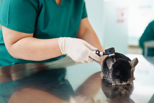 Foto chinchilla en veterinaria veterinario sosteniendo chinchilla y examinándola en la clínica
