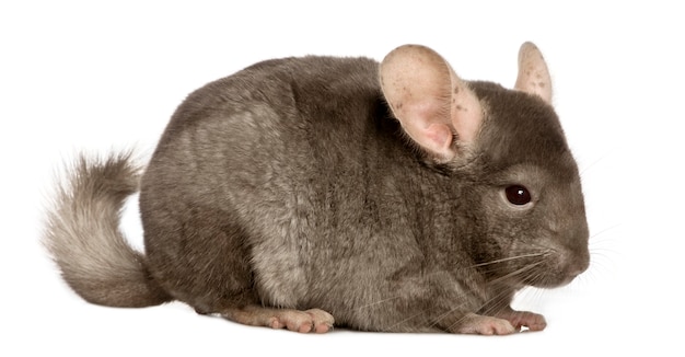 Chinchilla,