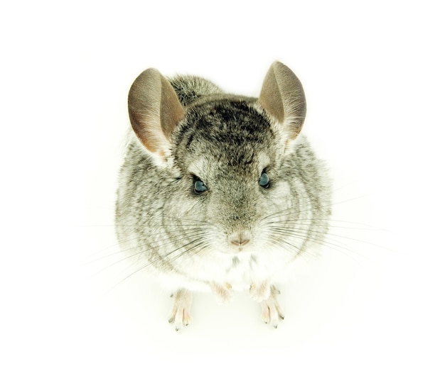 chinchilla