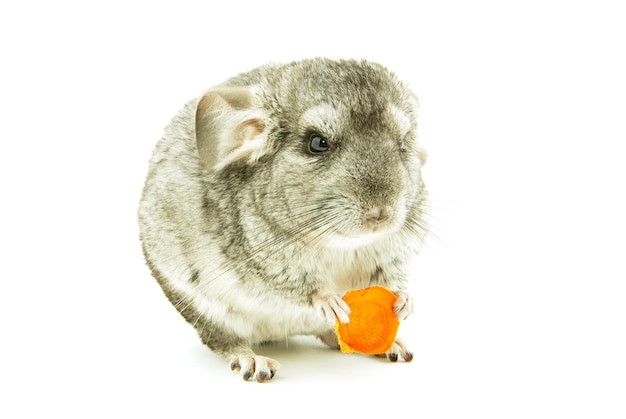 chinchilla