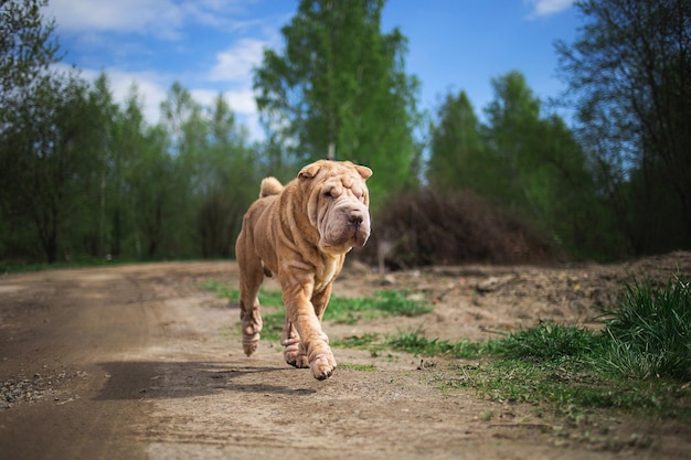 Chinês Shar Pei correndo na estrada rural