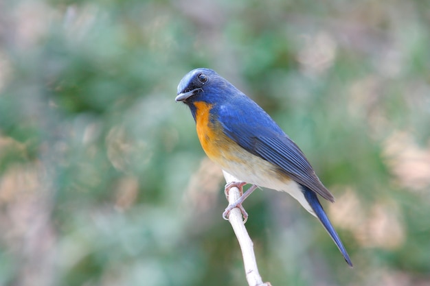 Chinese Blue Flycatcher Beautiful Male Birds of Thailand