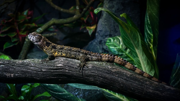 Chinesische Krokodileidechse auf Zweig