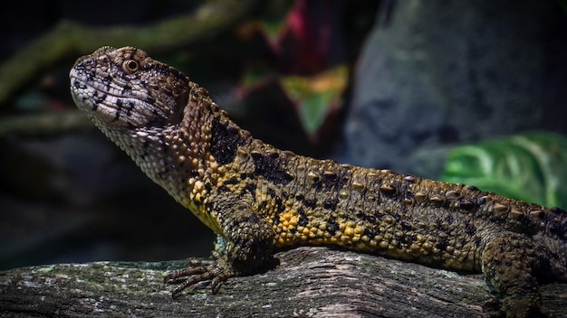 Chinesische Krokodileidechse auf Zweig