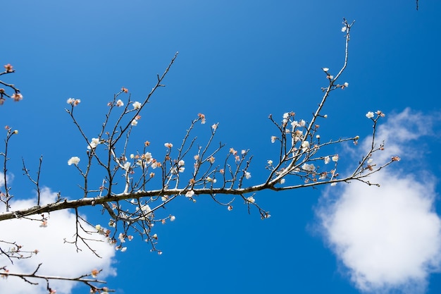 Chinesische Pflaume Japanische Aprikosenblüte weiße Blume schön auf Zweig