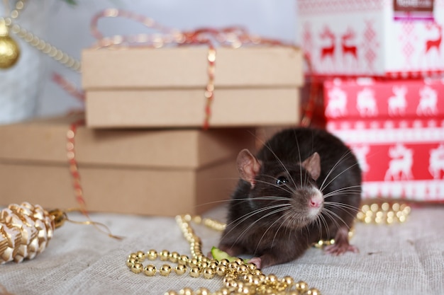 Foto chinesische ratte des neuen jahres mit festlichen dekorationen