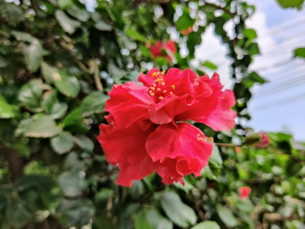 Chinesische rote Rose Hibiskus. Hibiscus rosa-sinensis. bunte Blumen. Weiße und rote Farbe.