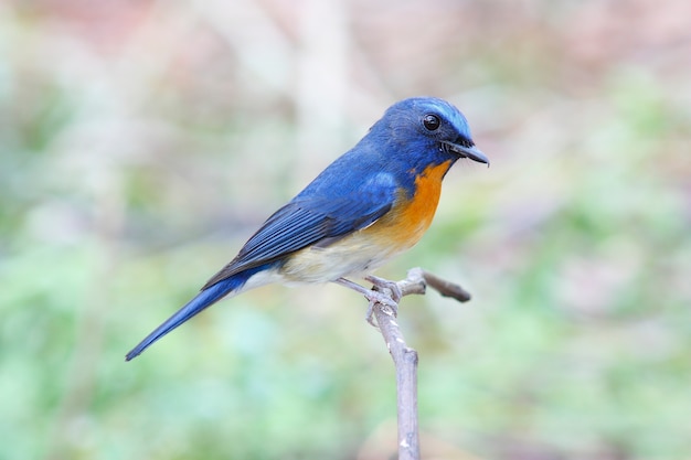 Foto chinesischer blauer schnäpper cyornis glaucicomans schöne männliche vögel von thailand