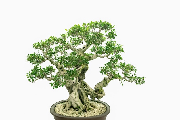 Chinesischer Bonsai der klassischen Kunst vor einem weißen Hintergrund