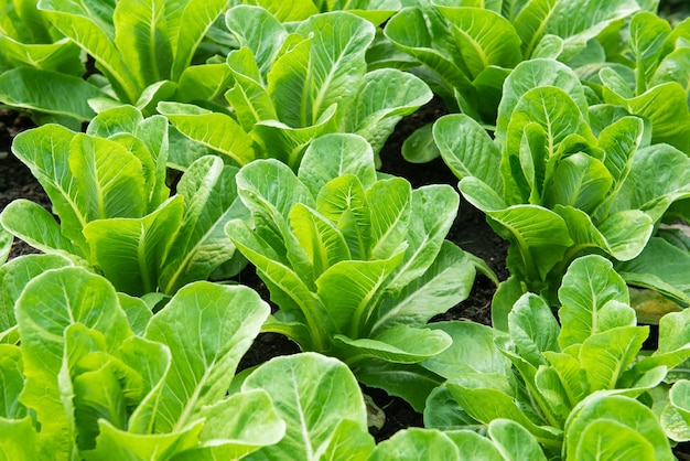 Chinesischer Kohl im Gemüsegarten