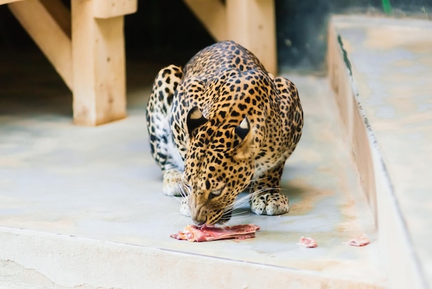 Chinesischer Leopard oder Nordchinesischer Leopard in einem Zoo