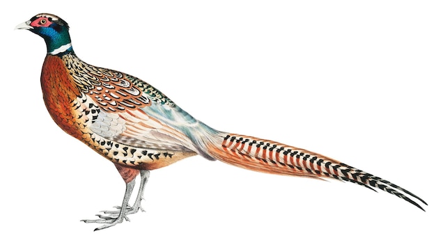 Chinesischer Ringhals-Fasan png-Aufkleber Vintage-Vogel auf durchsichtigem Hintergrund
