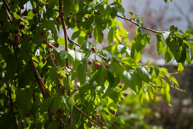 Chinesischer roter Apfel blühte mit roten Blumen