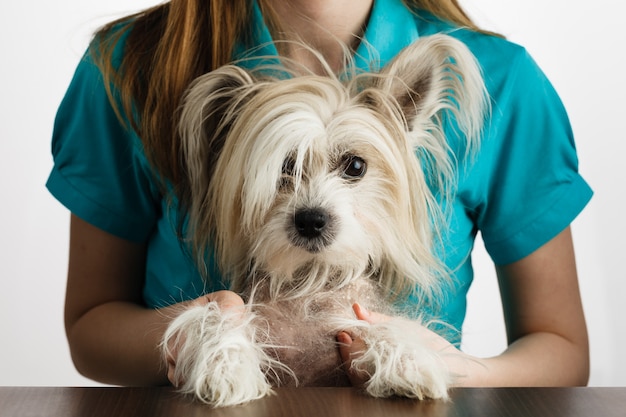 Chinesischer Schopfhund in Mädchenhänden