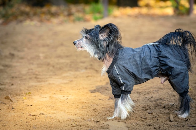 Chinesischer Schopfhund - nackt in einer Jacke gekleidet.