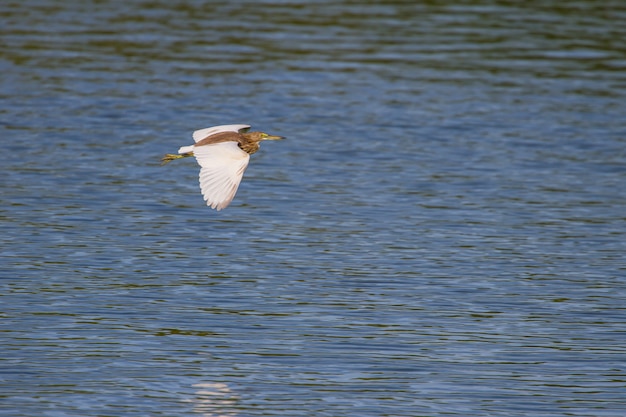 Chinesischer Teich-Reiher in der Natur, Thailand