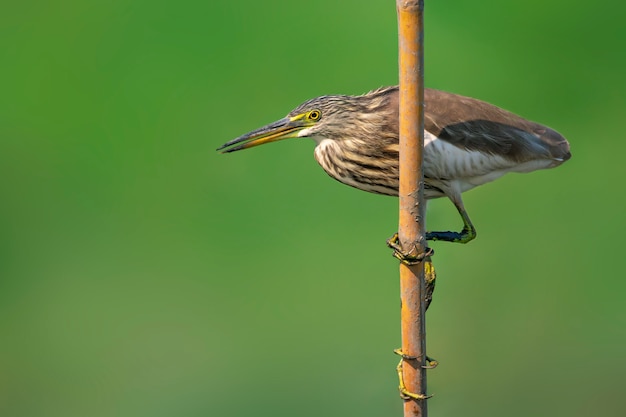 Chinesischer Teichreiher (Ardeola bacchus) auf Baumstumpf. Vogel. Tiere.