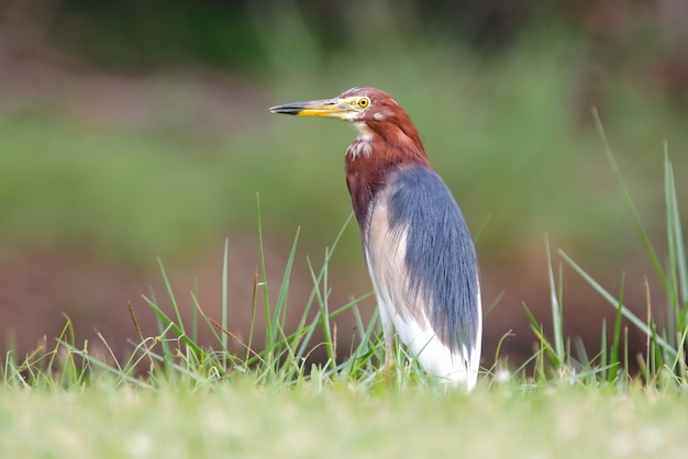 Chinesischer Teichreiher Ardeola Bacchus Schöne Vögel von Thailand