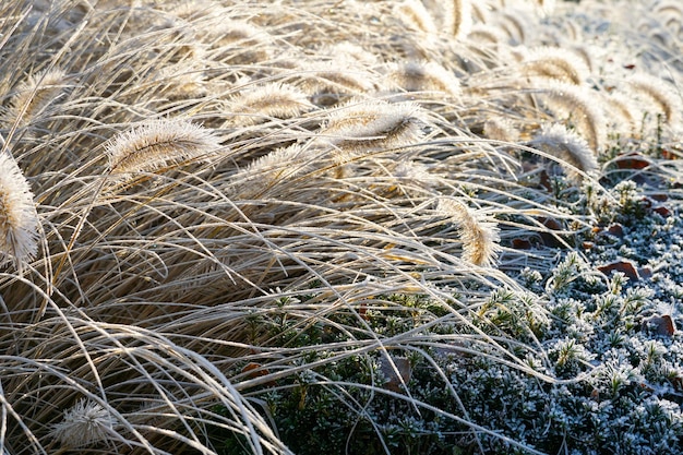 Chinesisches Brunnengras oder Sumpfgras während der Wintersaison