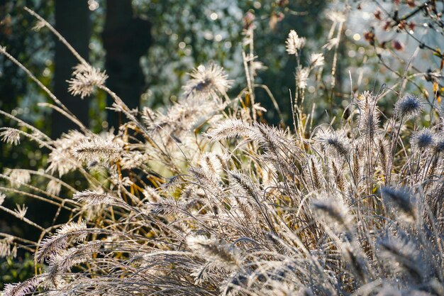 Chinesisches Brunnengras oder Sumpfgras während der Wintersaison