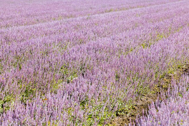 Chinesisches Mesona-Blumenfeld im Bezirk Taoyuan Yangmei