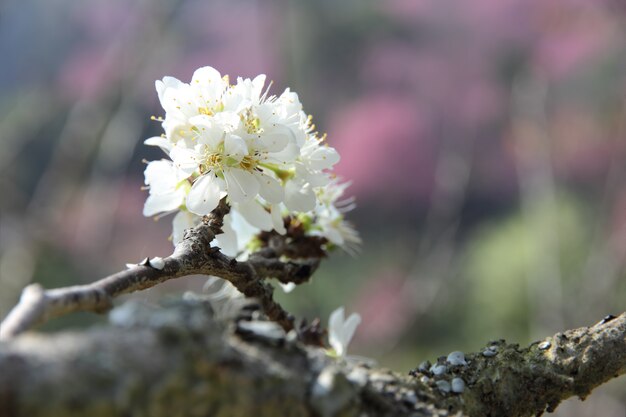 Chinesisches Pflaumenblumenblühen.