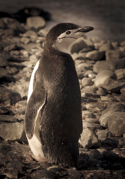 Chinstrap Penguin Paulet ilha Antártica