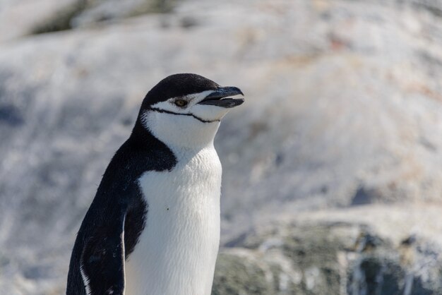 Chinstrap Pinguin am Strand in der Antarktis hautnah