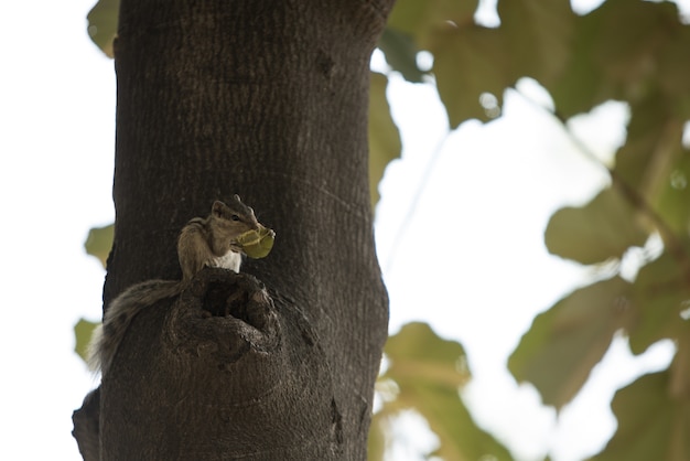 Chipmonk Baum