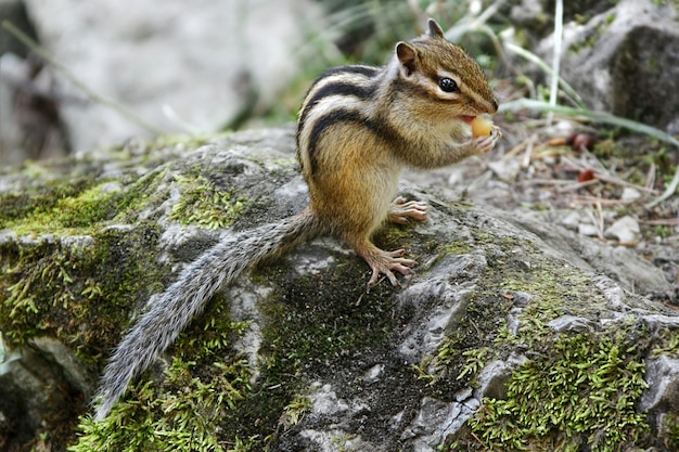 Chipmunk comendo em habitat natural