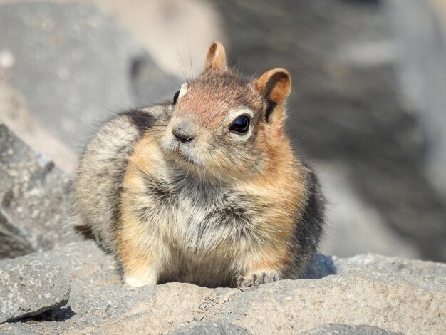 Chipmunk em uma rocha