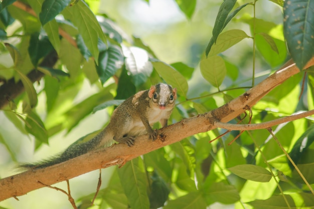 Chipmunk está em uma árvore com pequenos mamíferos.