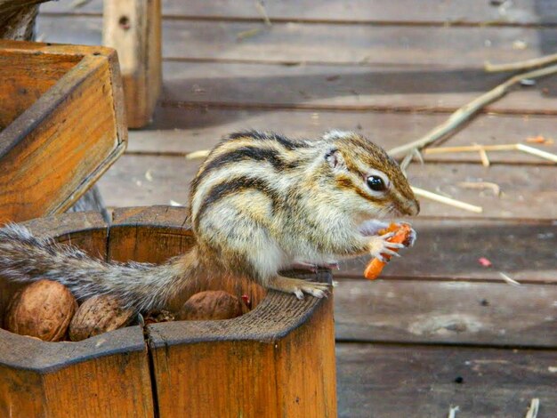 Foto chipmunk fängt steine in seinen süßen händen